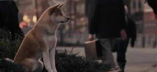 一部感人至深的电影《忠犬八公的故事》一个善举 一生守候(2)