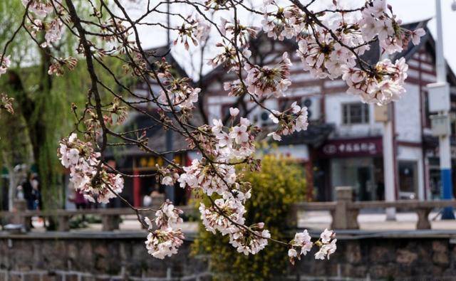 原创常熟护城河畔浓郁的水乡风情樱花灿若云霞赏樱市民络绎不绝