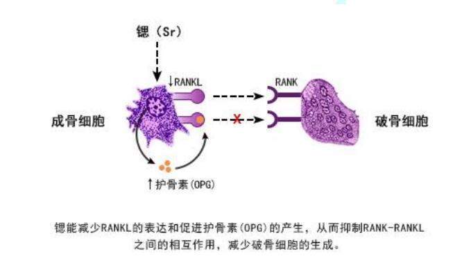 补体溶血实验的原理是什么_补体介导的细胞毒实验(2)