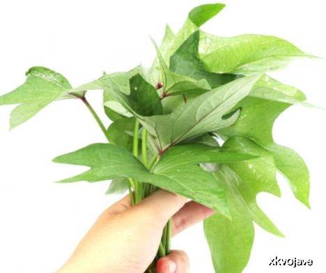 哪里买红薯叶 096e365ad15c4dd09f61bb301daf126f.jpeg