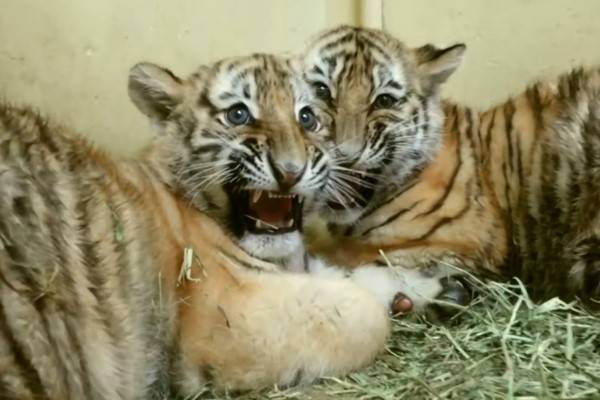 【动物】老虎宝宝注射疫苗 缩手脚表情僵硬:我不要打针啦!