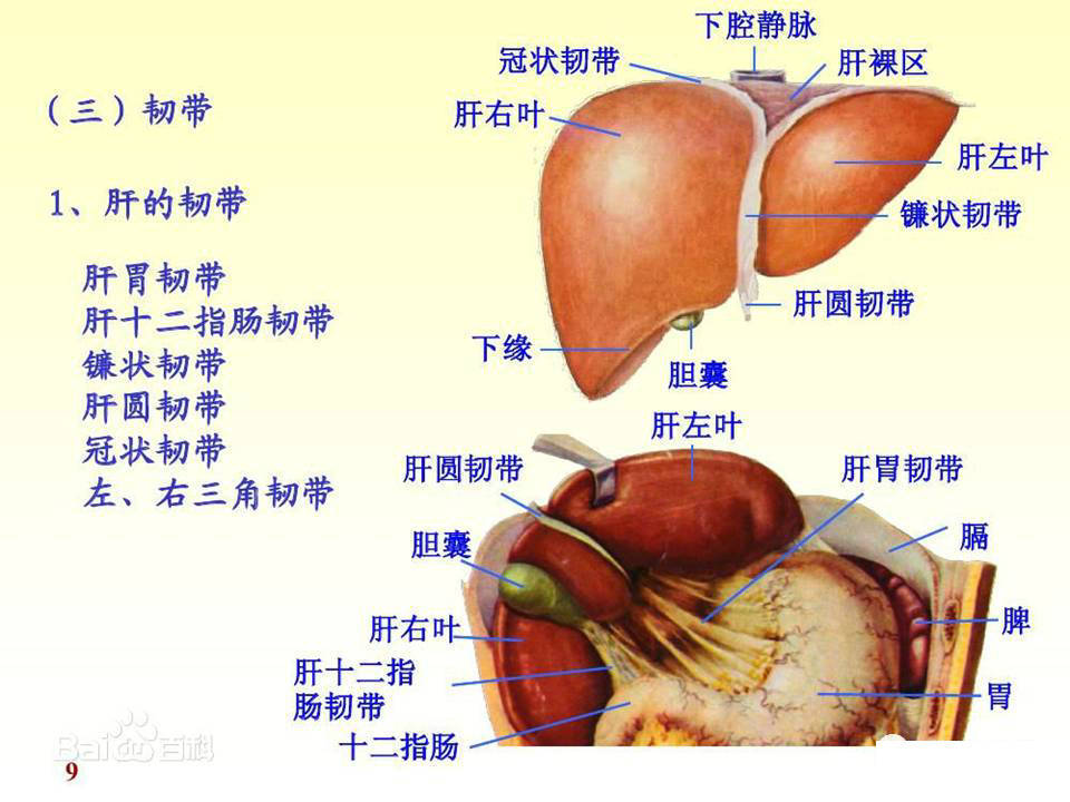 【解剖】腹膜及腹膜腔(经典讲解汇总)