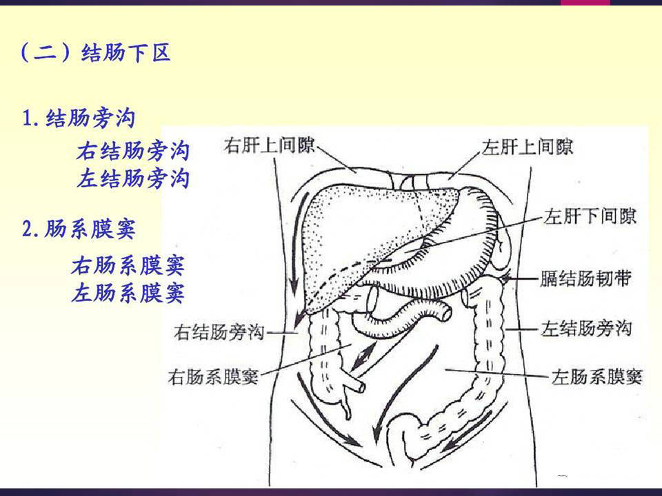 解剖腹膜及腹膜腔经典讲解汇总