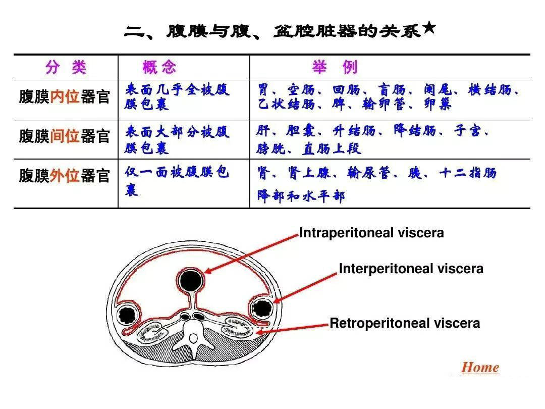 解剖腹膜及腹膜腔经典讲解汇总