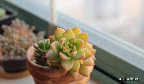 怎么养多肉不死 b1216c205a3445e1ba48703e7cd18847.jpeg