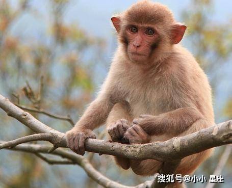 属猴起名刘彬好吗 取名字属猴
