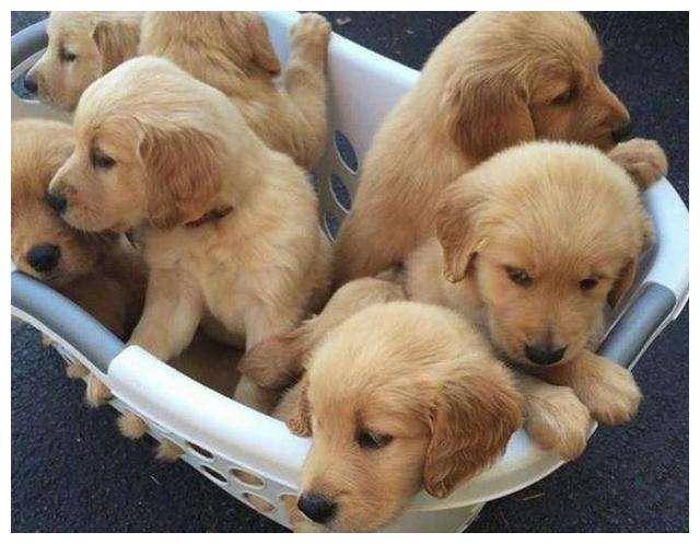 狗为啥喜欢叼拖鞋 e2368406570942a0bb21872fb58f3f1c.jpeg