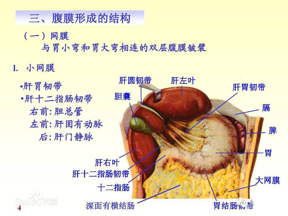 【解剖】腹膜及腹膜腔(经典讲解汇总)_肠系膜