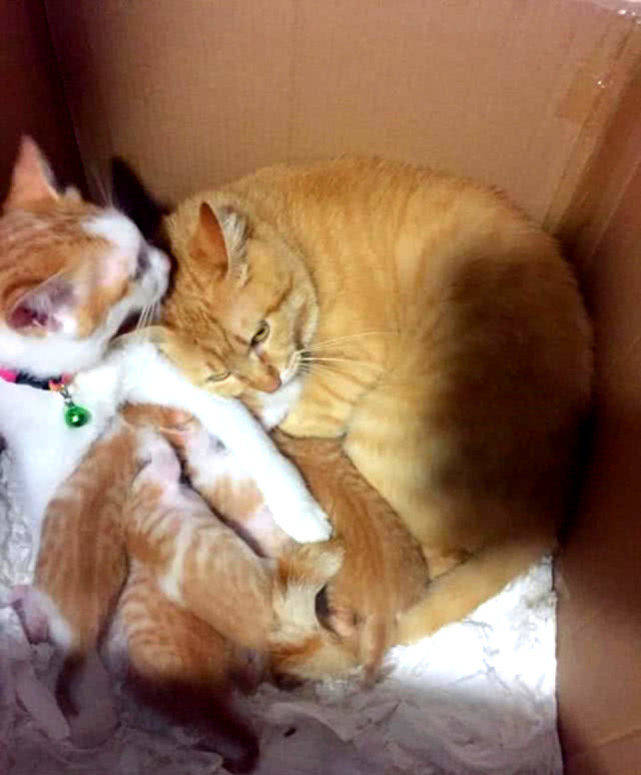 原创橘猫夫妇生下一窝小橘猫,主人顿时哭了,直呼:没矿怎么养活