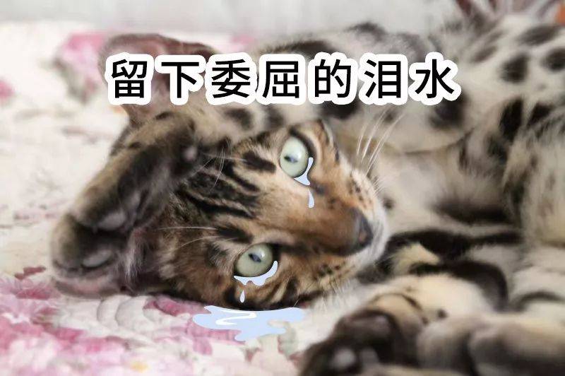 坐庄诈骗 疯狂收割！刚刚 直接闪崩30%！股民一片