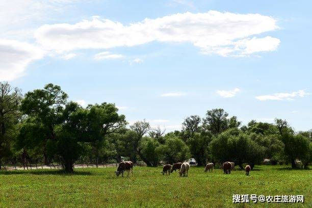 内蒙古赤峰市翁牛特旗:沙海深处绿荫浓