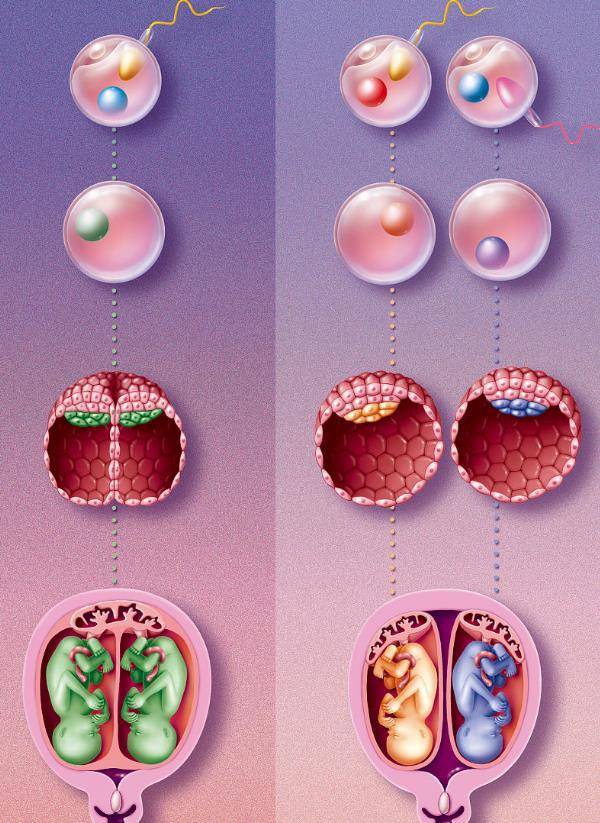 这两个受精卵在发育的过程中都有独立于彼此的胎膜,胎盘和脐带.