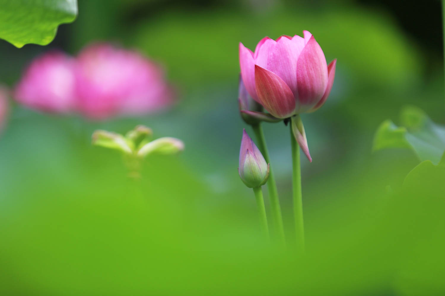 仲夏锦城菡萏香 2020成都荷花展清香启幕