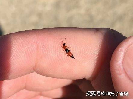 耳朵|家长切记不要有这个行为，易加重情况如果虫子不小心进孩子耳朵