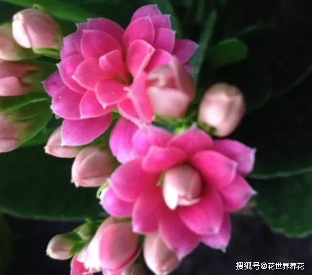 长寿花"犯懒"不开花?7天一点"酸水,花苞上枝,花开红满屋