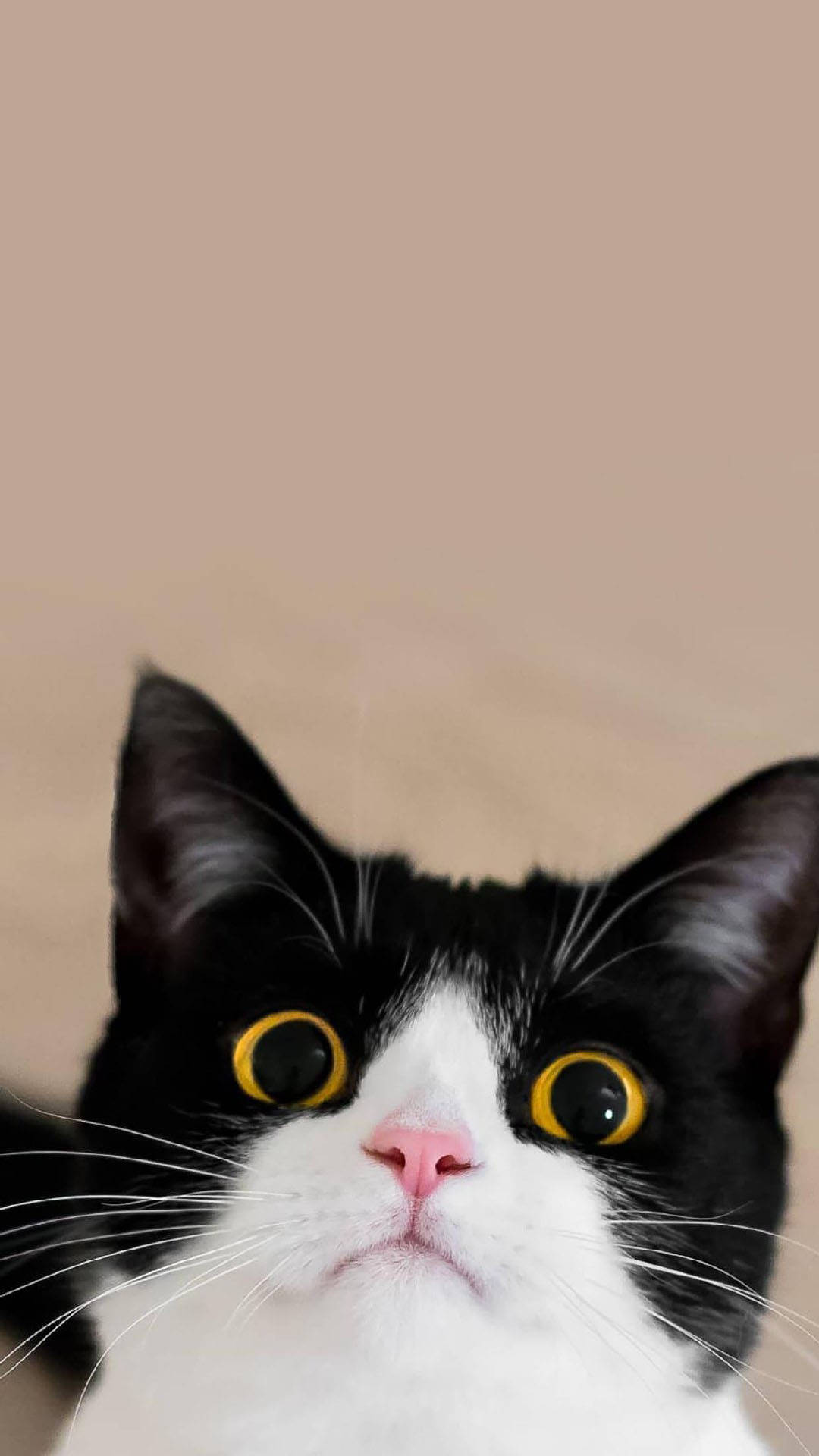 萌宠可爱猫咪高清手机桌面壁纸0605期