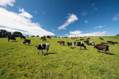 荷仕兰神秘的奶源地:黄金牧场新西兰