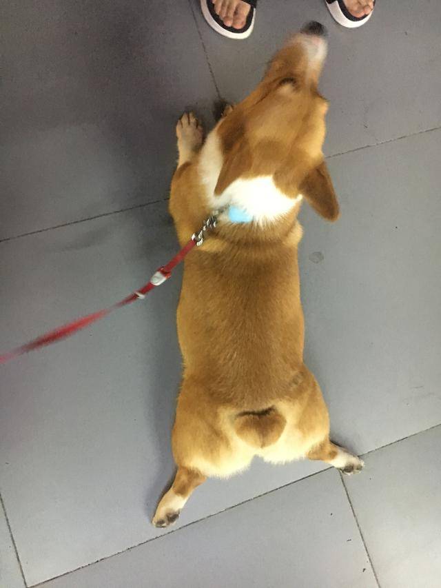 狗为啥会走丢 720ccfdef9fa46db89ff8dc9472412c8.jpeg