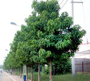 盛霖苗木:楸树发展前景广阔,种植大有可为_树种