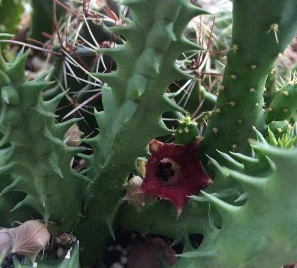 多肉植物怎么用叶子栽培 20545d9d1c5c4ff38eb2cb40f3b16a73.jpeg