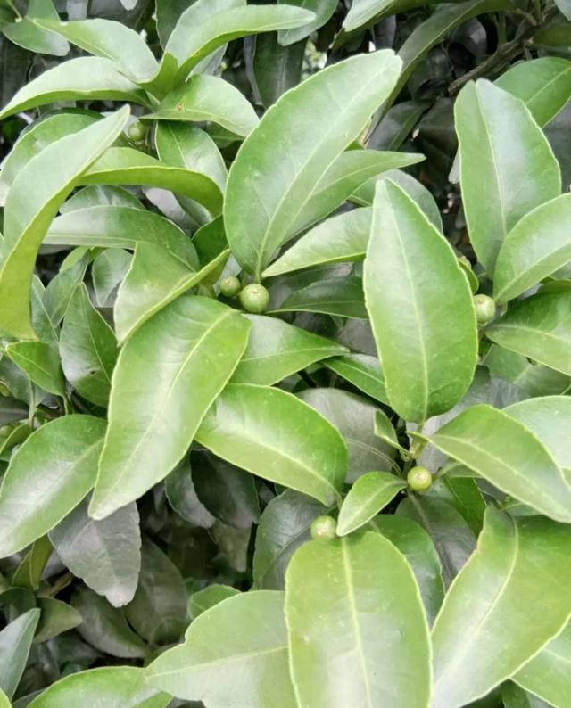 果农:老师帮忙看看,五年砂糖柑果子偏小,叶片不亮,需要补什么肥?