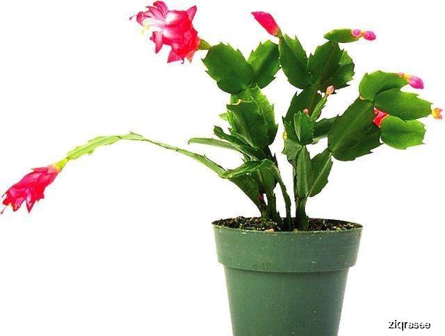 怎么养花叶子才不会枯黄 d3f1947a51f943dca955a88115274028.jpeg