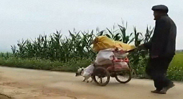 家庭养什么狗最好排行_这个是家养狗狗|宠物狗|狗粮_网易订阅