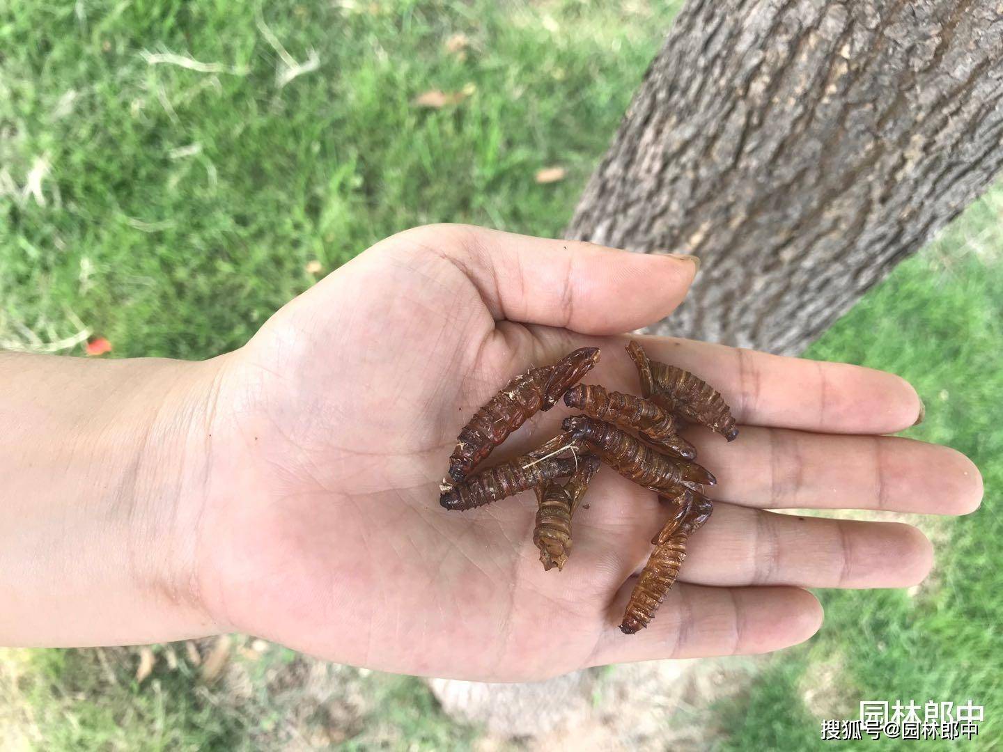 白蜡树树干上有很多虫孔,树下有很多细丝状木屑,怎么回事儿?