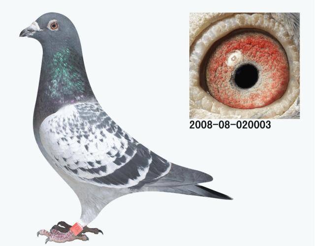 咕咕叫的鸽子是公鸽吗 25564768555d4bff84ab5c1a9889a6b3.jpeg