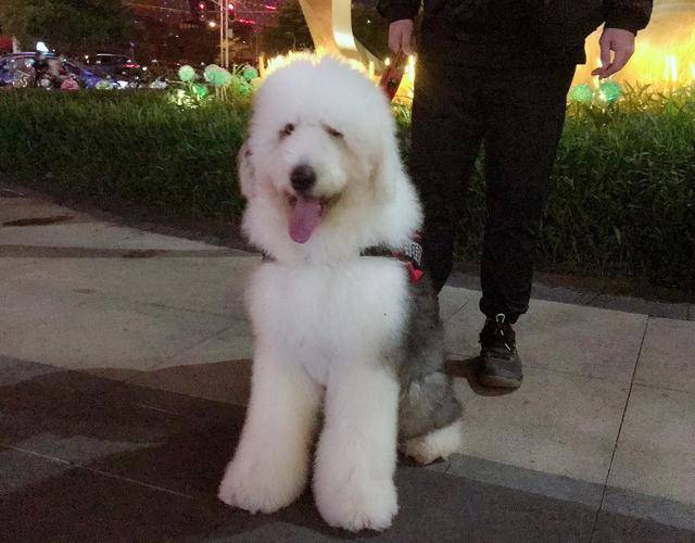 适合家里养的小动物推荐 5e89f192a7424bcd9e3c67e4803f8e29.jpeg