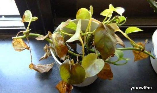 业主|家中也不宜摆放这些植物，暗喻越住越穷，有钱人一看就懂再有钱