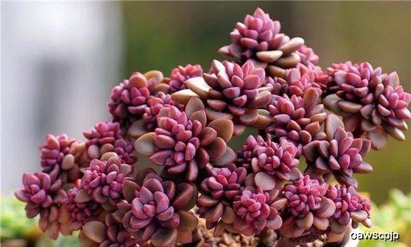 多肉种植土和颗粒土 557d41967e5c4730ac0b499008fec7fe.jpeg