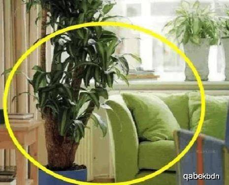 业主|家中也不宜摆放这些植物，暗喻越住越穷，有钱人一看就懂再有钱
