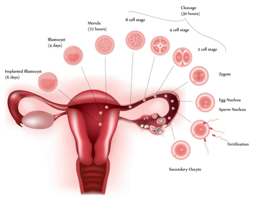 正常情况下,卵子被卵巢排出后,被输卵管伞部拾取,在输卵管壶腹部等待