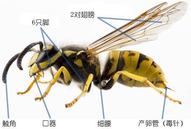 常见的普通黄胡蜂/vespula vulgaris