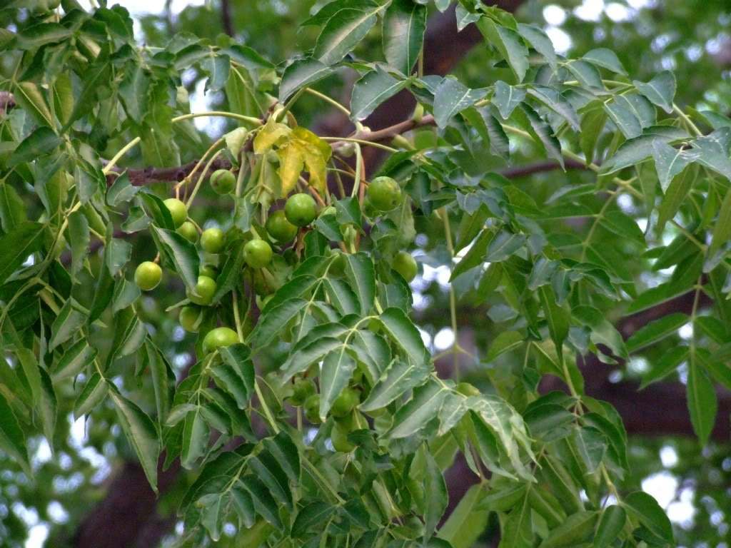 一,生活习性:为楝科楝属落叶乔木植物,又名楝树,紫花树,楝枣子.