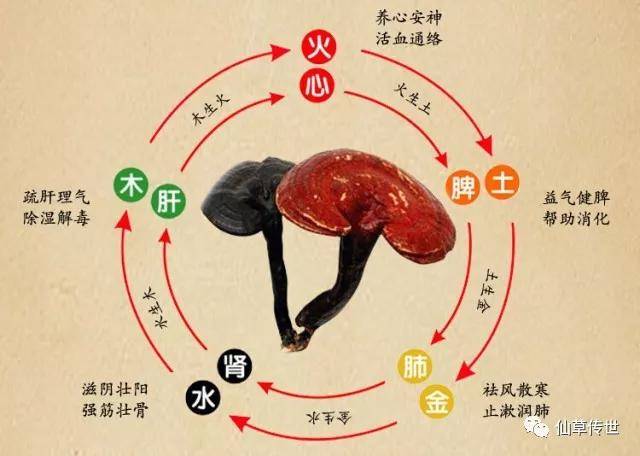补中,增智慧,不忘",具有所有灵芝品种中最好的保健功效