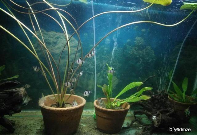 原创把燕鱼和虎皮鱼混养的话,结果会怎样?