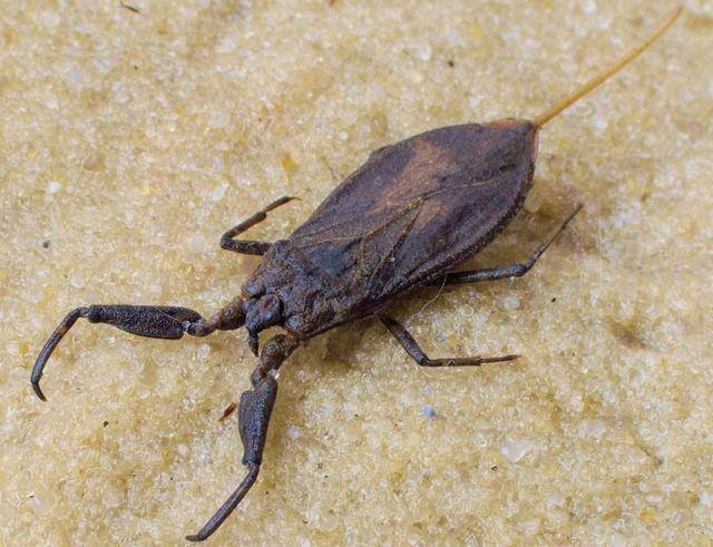 猎蝽与姬蝽的区别 蝎蝽/needle bug 蝎蝽,俗称水蝎,学名nepidae,此科