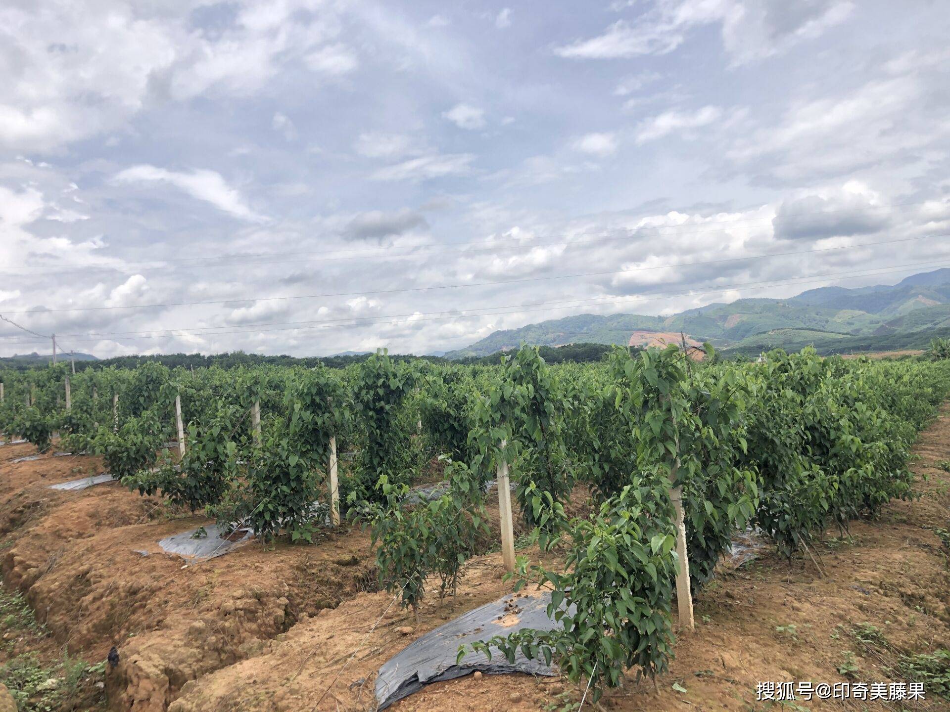 种植人口地_世界人口老龄化地图片(2)