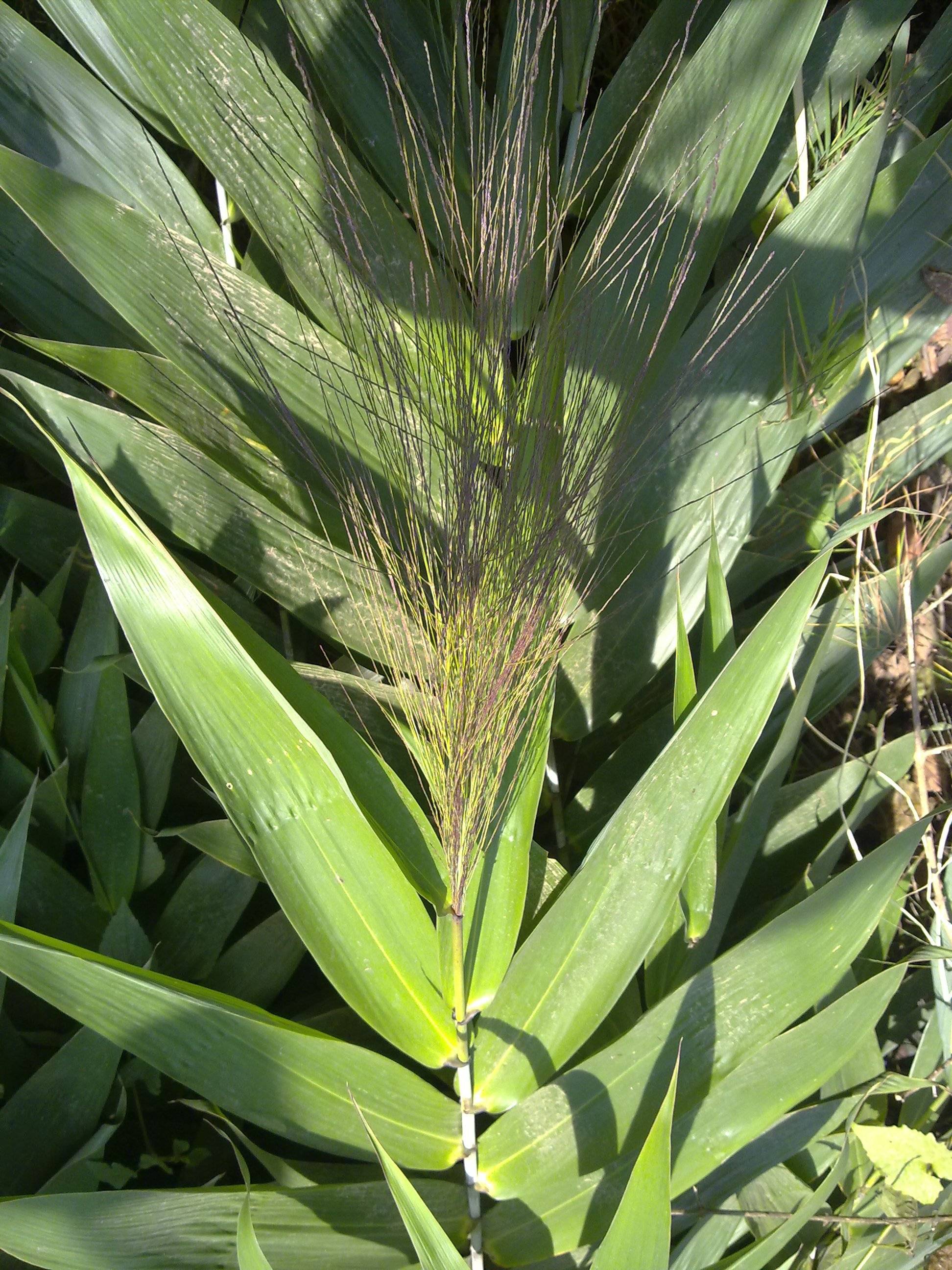 禾本科粽叶芦属,该属仅有粽叶芦一种,广东叫芒叶,海南称莽草,云南呼之