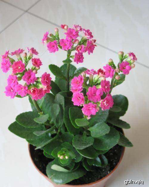 哪些花卉会发芽 8e3295bbbfd64457aba6290a7c11d790.jpeg