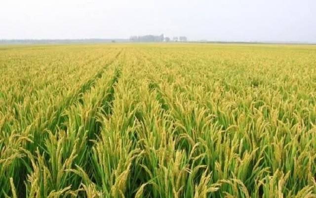 中国为什么进口大豆和小麦 92845c1a1337416ca68f97fee7c49596.jpeg