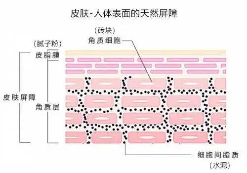 26岁干性皮肤女人如何保养护肤_开护肤保养_如何护肤保养脸部肌肤