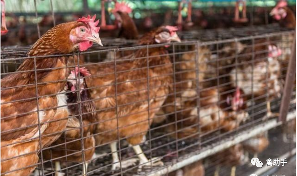 低价淘汰母鸡批发 d094edd2261b4427b00221fdee63ca19.png