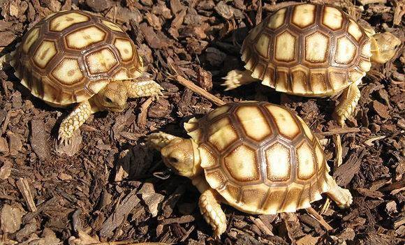 苏达卡陆龟哪里买,苏达卡陆龟是保护动物吗