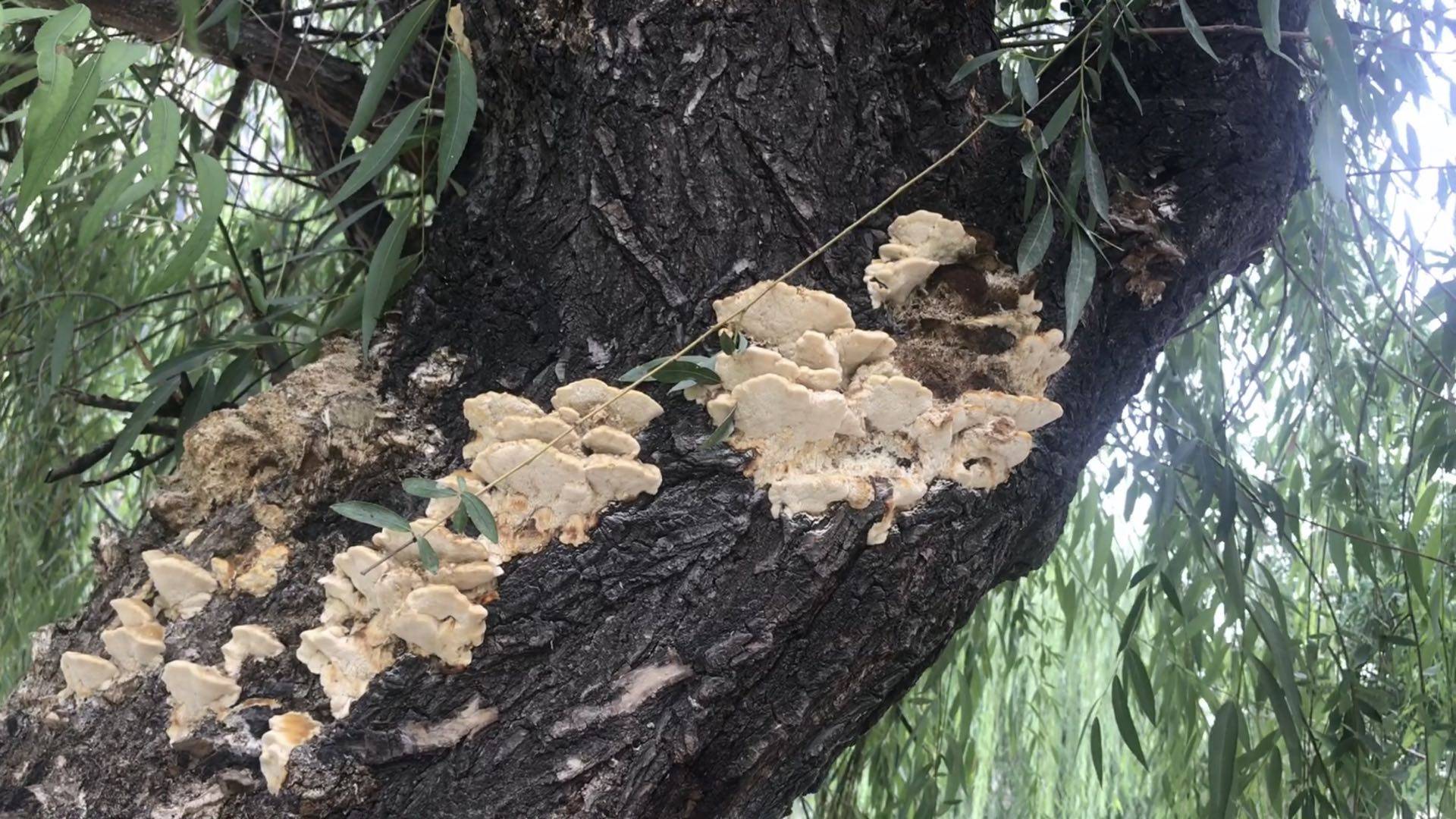 郑州一滨河公园柳树上长菌菇?专家提醒:千万别采摘食用