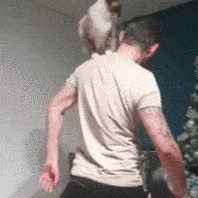猫叔|太惨了!小猫咪都要被玩坏了!
