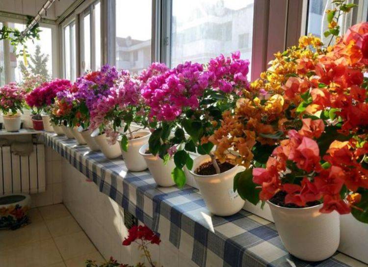 家里种什么花好活 29fe10b126c143c680fa39d2f5ce7c10.jpeg