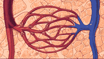 十几岁和40岁血管有什么区别一图看懂血管变窄全过程